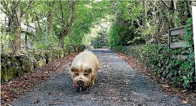  ?? HALLINAN LYNDA ?? Bringing home the bacon: my prodigal porker returns from its weekend out wandering.