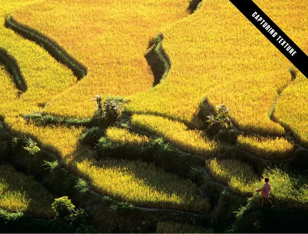  ??  ?? From a distance, rice ready for harvesting takes on an almost fur-like texture in late afternoon sunlight, while the terraces cast distinct shadows