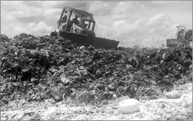  ??  ?? The chicken wings being reburied at the Kemuyang landfill.