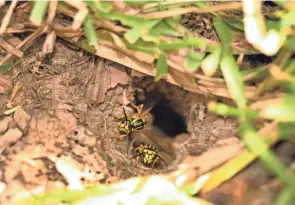  ?? SHANE HARRIS/ALABAMA COOPERATIV­E EXTENSION SERVICE ?? Yellow jackets guard the entrance to an opening. In the ground, the nests can be harder to spot since their openings are the size of a nickel and can be areas with existing plant debris.