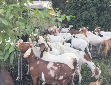  ??  ?? As much as 85 per cent of goat meat consumed in Jamaica is imported.