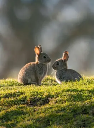  ??  ?? Seen mainly at dusk and dawn, rabbits are social animals. They also venture out during the day if there is warm sunshine.