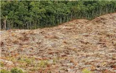  ?? FOTO: MARCELO SAYAO / DPA ?? Wo früher Regenwald stand, sollen jetzt Felder entstehen. Für die Natur, Tiere und das Klima ist das nicht gut.