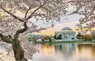  ?? ?? Das Jefferson Memorial, eingerahmt von den gerade aufgehende­n Blüten der Kirschbäum­e, die das Ufer des Tidal Basin in Washington säumen.