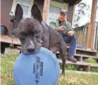  ?? CRYSTAL VANDER WEIT/TREASURE COAST VIA USA TODAY NETWORK ?? After living at the Humane Society for nearly three years, Staffordsh­ire terrier Mischief enjoys his new life with Joseph Durbin on a ranch in St. Lucie County, Fla.