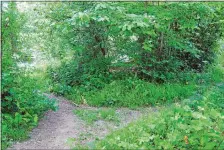  ?? JERRY HARMER/AP PHOTO ?? A path forks in a wooded area in Dymock, England. The American poet Robert Frost lived in the area from 1914 to 1915. His time there was a key influence on his work, including the famous “The Road Not Taken,” in which “two roads diverged in a yellow...