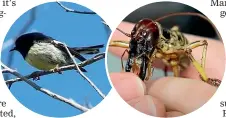  ?? ?? A ngirungiru, or South
Island tomtit, has introduced itself to Kaipupu – the first on record – after
the eliminatio­n of rats.
The population of Wellington tree weta has grown enormously and could be the reason for
higher bird counts.