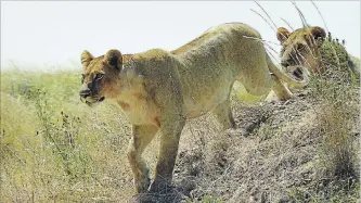  ?? RICK KEIR ?? A lioness spots a Thomson’s gazelle on the Serengeti savannah and begins her hunt. She returned a few minutes later, empty-handed.