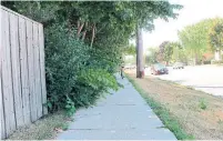  ?? JACK LAKEY ?? Bushes and trees along the east side of Bayview Ave. have gotten so overgrown in several spots that people must skirt the edge of the sidewalk to get around them.