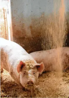 ??  ?? Strohmatic heißt das neuartige System, das zweimal täglich Stroh auf die Schweine rieseln lässt.