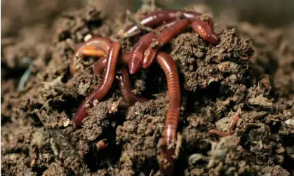  ?? Photograph: Bobby Yip/Reuters ?? Earthworms break down organic matter and aerate soil, increasing its fertility for growing crops.