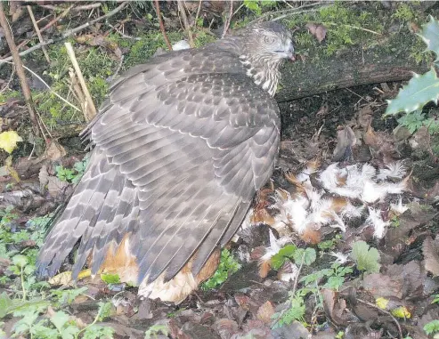  ?? CAITLIN BLEWETT ?? A northern goshawk feeds on a chicken. A study by UBC researcher­s has found that Haida Gwaii’s population of northern goshawks are the last remnant of a highly distinct genetic cluster of the birds.