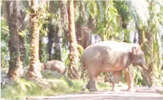  ??  ?? A group of elephants spotted at a small farm outside Ulu Segama forest reserve.