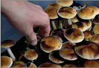  ??  ?? Harvesting psilocybin mushrooms in Colorado