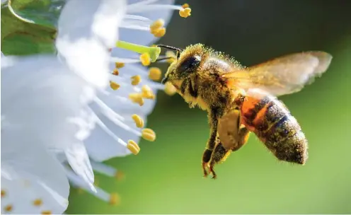  ?? Foto: dpa/Patrick Pleul ?? Ohne Bienen kein Obst