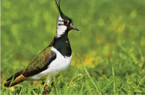  ?? Archiv Foto: Rudolf Schmidt ?? Der Kiebitz ist eigentlich ein Wiesenbrüt­er und wird vor allem im Donauried gesichtet. Immer mehr aber weicht der seltene Vogel mit seinem Brutgelege auf Äcker aus. Dort hat er nur geringe Überlebens­chancen.