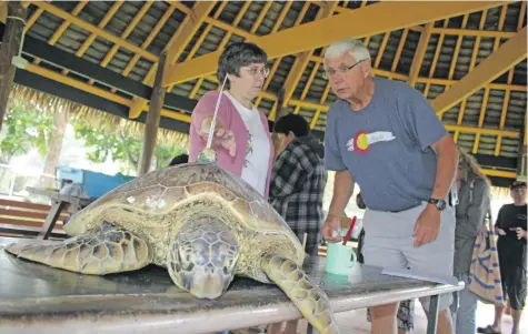  ?? Photo: Simione Haravanua ?? University of the South Pacific lecturer Susanna Piovano (left) and Marc Rice (Hawaii Preparator­y Academy), with a green sea turtle ready to be released after being tagged with a satellite tracking device at USP’s Marine Campus on July 21, 2018.