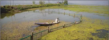  ?? ?? A Kashmiri boatman employed by the Lakes and Waterways Developmen­t Authority removes garbage from Dal Lake on Sept. 14.