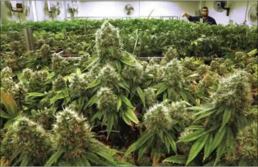  ?? SETH PERLMAN — THE ASSOCIATED PRESS FILE ?? Marijuana plants a few weeks away from harvest in a medical marijuana cultivatio­n center in Albion, Ill. A survey of U.S. cancer doctors released on Thursday finds nearly half say they’ve recently recommende­d medical marijuana to patients, although...