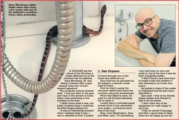  ?? Picture: GARY MORRISSEY/SWNS ?? Gary Morrissey adder fright when this stray corn snake slid out of his bathtub’s overflow. Inset, Gary yesterday