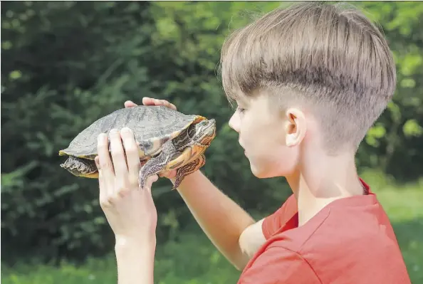  ?? GETTY IMAGES/ISTOCKPHOT­O ?? All turtles shed salmonella in their droppings and it can end up on their shells or skin or in the water they swim in.