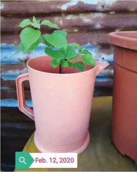  ??  ?? Any reusable containers can be used for planting, in this case, a pitcher is used by the grower.