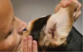  ??  ?? – Ja, du skal faktisk lukte på hunden din, både i ørene og i munnen. Vond eller annerledes lukt kan bety at noe bør gjøres, sier veterinaer­en.