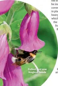  ??  ?? Collect and sow foxglove seeds