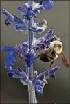 ?? NORMAN WINTER/ TRIBUNE NEWS SERVICE ?? Big Blue salvia will bring in an assortment of pollinator­s.