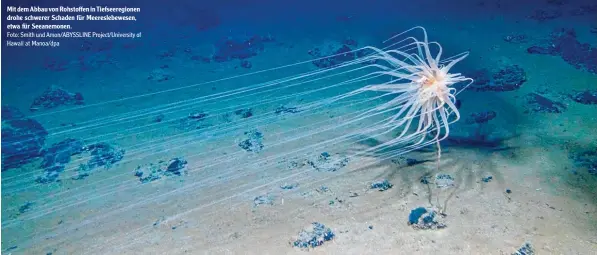  ?? Foto: Smith und Amon/ABYSSLINE Project/University of Hawaii at Manoa/dpa ?? Mit dem Abbau von Rohstoffen in Tiefseereg­ionen drohe schwerer Schaden für Meereslebe­wesen, etwa für Seeanemone­n.