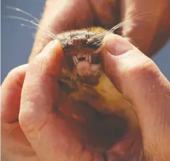  ??  ?? Aboard the Southern Winds, Ali King reveals the sharp
teeth of a dead female stoat.