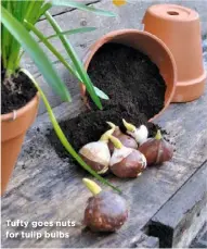  ??  ?? Tufty goes nuts for tulip bulbs