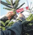  ?? FOTO: DPA ?? In Städten sind die Baumpreise meist noch höher als auf dem Land.