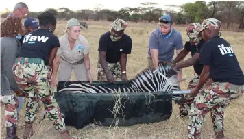  ?? | SHARON MAISEY Ifaw ?? DEPARTMENT of National Parks and Wildlife rangers and staff of the Internatio­nal Fund for Animal Welfare (Ifaw) gather to assist a sedated zebra. The animal was one of seven translocat­ed and released into the Kasungu National Park in Malawi recently.