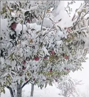  ?? DEEPAK SANSTA/HT ?? Early snowfall has caused extensive damage to apple trees and standing crops in Kinnaur district.