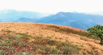  ?? ?? A dried-up grassland in the Munnar landscape.