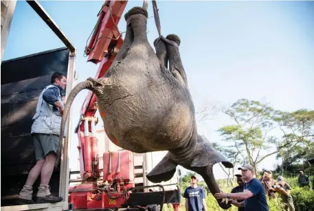  ?? Picture: Peace Parks ?? HEAVY LIFTING: With their legs bound by strong, soft tethers, the elephants are carefully and gently lifted by a sturdy crane into the transport containers. Extensive physiologi­cal monitoring has shown that elephants are not at all compromise­d by being upside down for a few minutes.