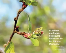  ?? ADOBESTOCK, KK/LAGERHAUS ?? In Kärnten profitiere­n Obstbäume noch von kühlen Nächten (Archivbild)