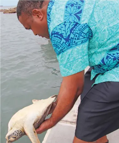  ?? Photo: Ministry of Fisheries ?? The Acting Permanent Secretary for Fisheries, Naipote Katonitabu­a releasing one of the turtles into waters in the past week.