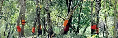  ??  ?? The trees in the forest are draped in saffron robes as part of a religious ritual to protect them from being felled