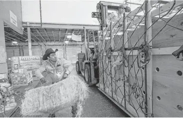  ?? Godofredo A. Vasquez photos / Houston Chronicle ?? Miguel Penaloza with Santa Elena Ranch of Madisonvil­le tosses a bale of hay Wednesday on top of the crate that houses Brahman bulls that will travel to Vietnam.