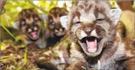  ?? National Park Service ?? MOUNTAIN LION kittens in the Santa Monica Mountains.