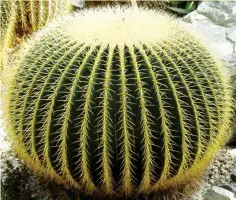  ??  ?? EL MÁS VENDIDO El Echinocact­us grusonil es uno de los que más triunfan en las floristerí­as. Se le conoce como “asiento de la suegra”, por su forma redondeada y porque pincha mucho. Se compra por encargo