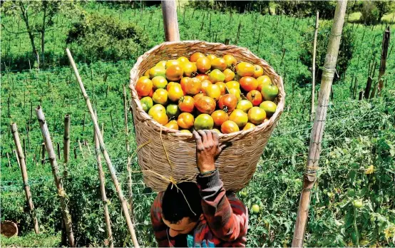  ?? FOTO ?? Más del 85 % del presupuest­o se destinará a la Reforma Rural Integral. La meta es hacer que los trabajador­es agrícolas sean más competitiv­os. En la imagen un campesino de El Peñol, Antioquia, en su proyecto productivo.