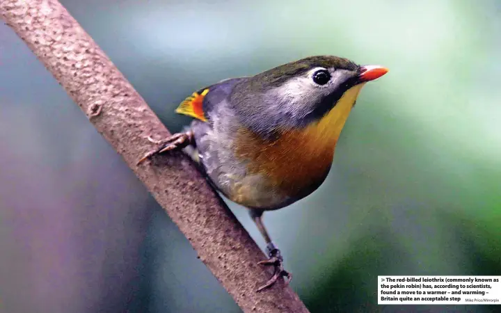  ?? Mike Price/Mirrorpix ?? The red-billed leiothrix (commonly known as the pekin robin) has, according to scientists, found a move to a warmer – and warming – Britain quite an acceptable step