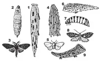  ??  ?? 13: Bag moth (1, case; 2, female; 3, male). 45: Faggot moth (4, case; 5, male). 68: Scoriodyta (6, case on lichen on rock; 7, female; 8, male). 9: Curved casemoth case.