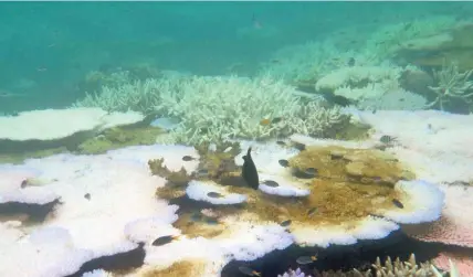  ??  ?? Widespread coral bleaching of Great Barrier Reef.