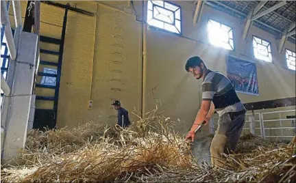  ??  ?? EXPO PRADO. La exposición rural se realizará entre el 15 y el 20 de setiembre. Durante todo el evento trabajan unas 10 mil personas.