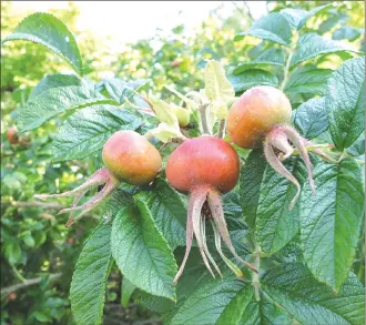  ?? Associated Press photos ?? This photo shows Vitamin-C-rich rose hips in a garden near Langley, Wash., and are the fruit of a rose plant and can be used fresh or dried for making tea. Steep them in boiling water, sweeten with honey and enjoy. Herbs, fruit and many other plants...
