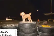  ??  ?? Jackson Bark’s handmade agility equipment includes recycled tires built into steps that dogs can climb.